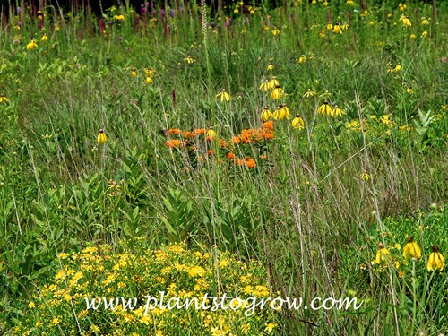 Butterfly Weed growing with some Liatris (purple spikes to the left), Grayhead Cone Flower (yellow cone flowers), Hypericum (yellow clump, front and center) all in an among Blue Stem grass.